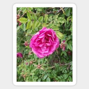 Deep pink roses on a shrub. Sticker